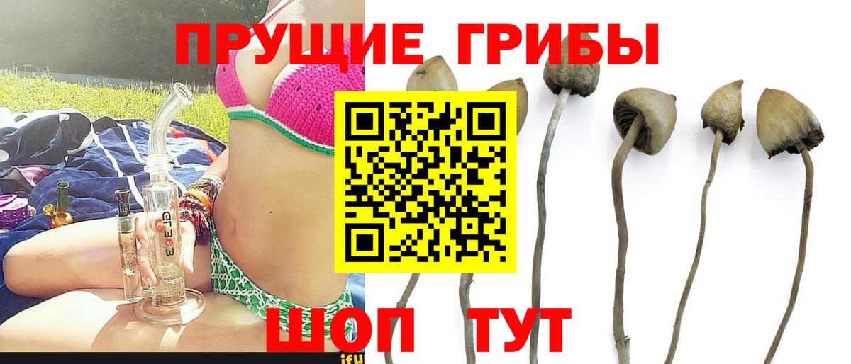 Псилоцибиновые грибы GOLDEN TEACHER Тверь